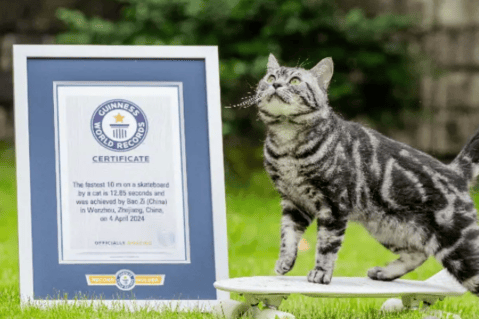 Este es el curioso motivo por el cual un gato obtuvo un récord mundial en segundos