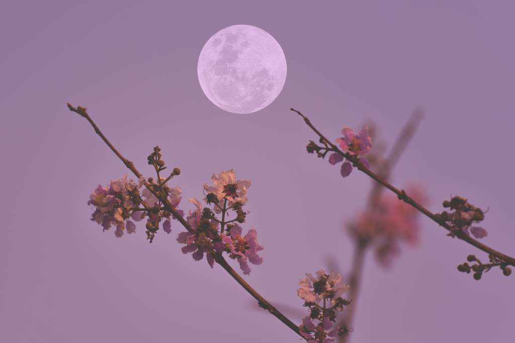 El efecto de la luna sobre las plantas.