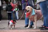 Bogotá impulsa nueva estrategia para el bienestar de las mascotas en la ciclovía