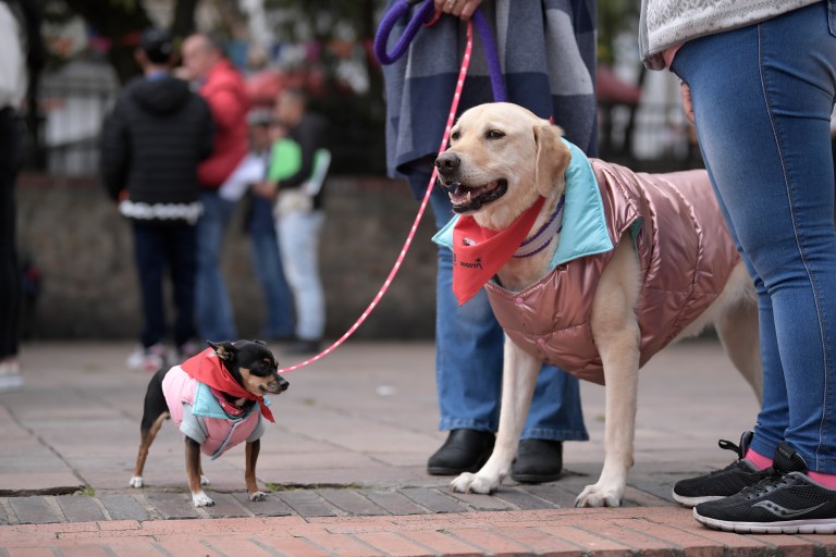 Bogotá impulsa nueva estrategia para el bienestar de las mascotas en la ciclovía