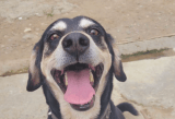 “Nos amenazaron de muerte”: denuncia fundadora de refugio de perros en Medellín