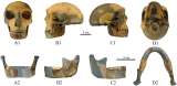 Hallaron un misterioso hueso humano con características antiguas y modernas