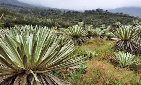 En Colombia hubo olas de extinción animal, así lo reveló excremento prehistórico