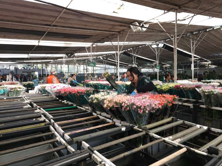 Algunos destinos, como Australia, exigen inspección del 100% de la carga por su condición de isla, mientras que otros operan bajo acuerdos sanitarios específicos. Mantener la sanidad es clave: una plaga puede cerrar mercados y afectar el prestigio del país.