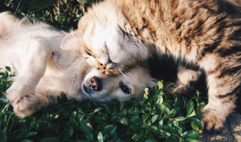 Chip para mascotas: cómo funcionan y sus beneficios