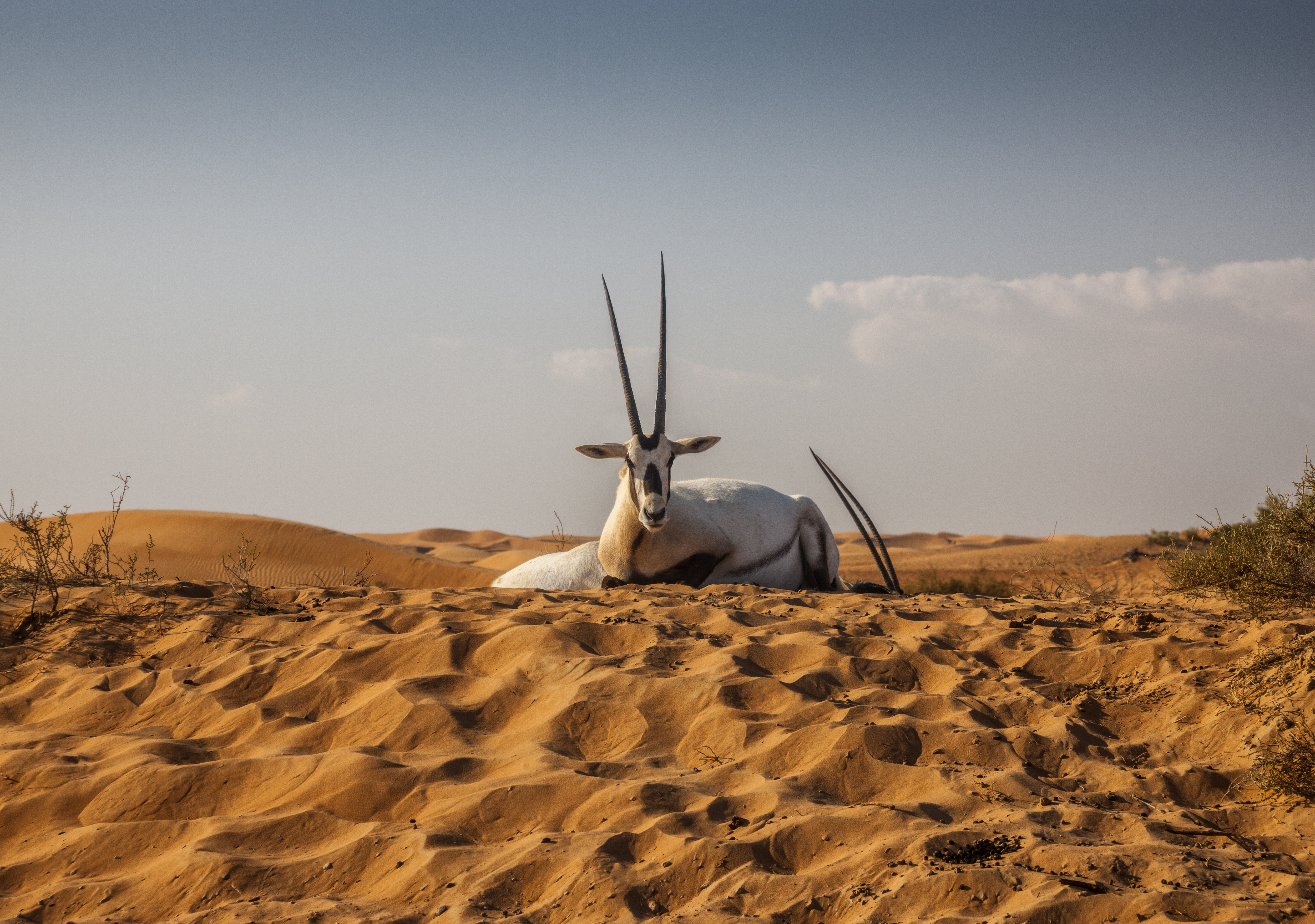 Oryx resting in Dubai desert