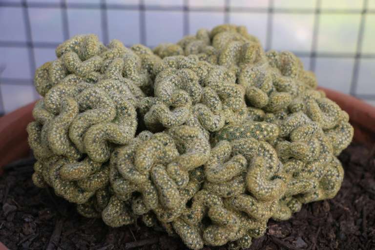 Mammillaria elongata ‘Cristata’