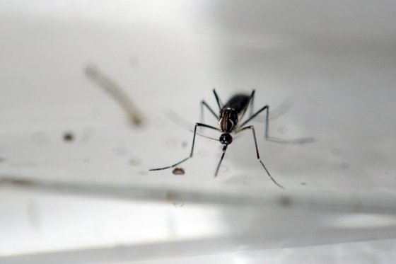 OMS: Pruebas sobre relación de zika y microcefalia aún no son definitivas