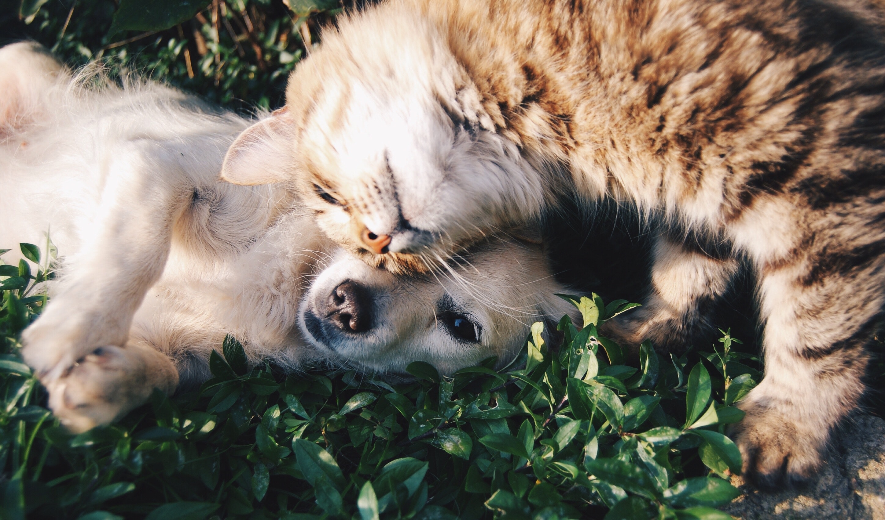 Esterilización gratuita para perros y gatos en Bogotá: así puede inscribirse