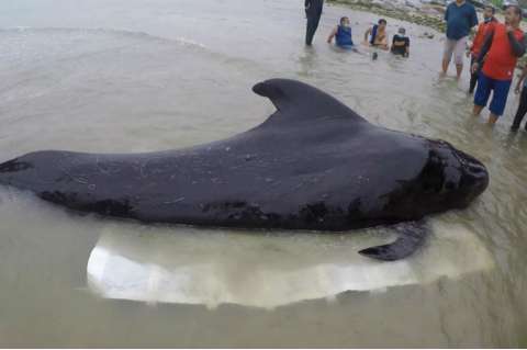 Muere una ballena por la ingesta de 80 bolsas de plástico