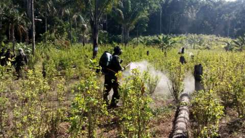 Erradicación de la coca sí, pero violenta, no