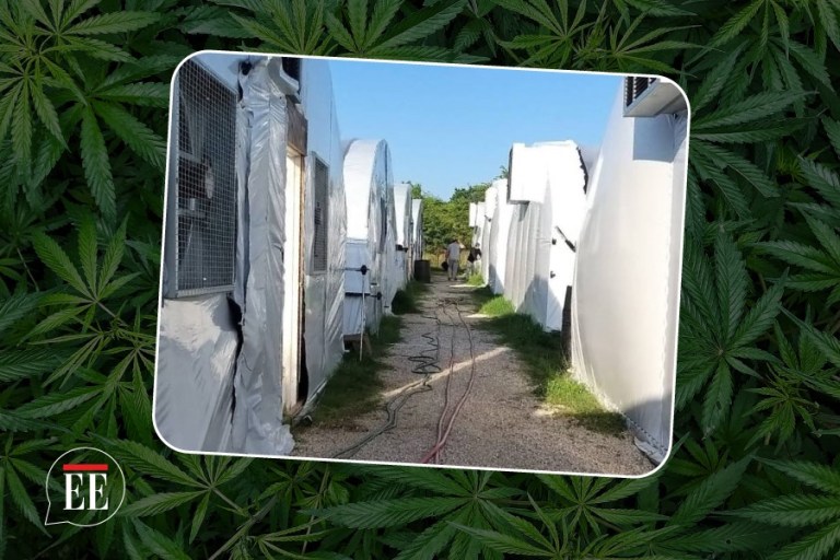 Así era el cultivo de marihuana donde colombianos se sintieron explotados en EE.UU