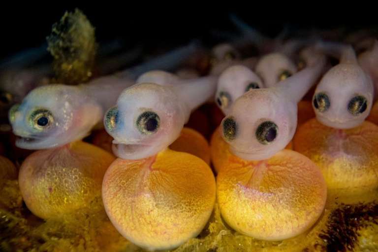 Imagen de un nido de peces guardiamarina.