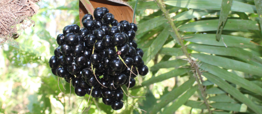 Detrás de su sabor intenso el corozo esconde una palma resistente que alimenta ecosistemas, sostiene economías locales y promete un potencial científico que apenas comienza a explorarse.