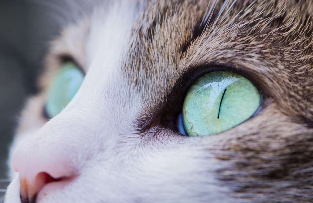 Los colores que no les gusta y no toleran los gatos