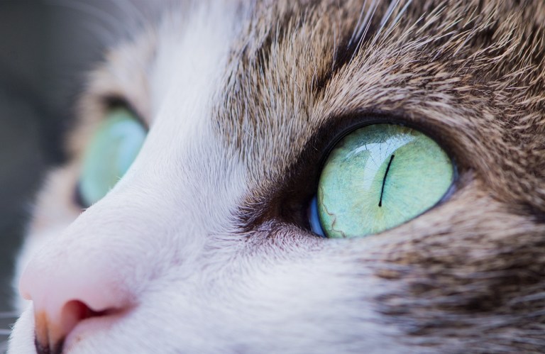 ¿Qué hace feliz a los gatos? Cinco cosas que les gustan en exceso