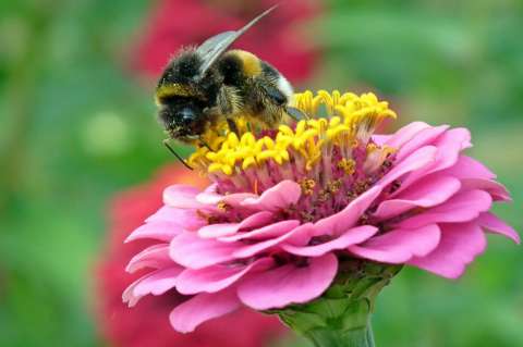 Así es como la ola de calor en Reino Unido está afectando la fauna silvestre