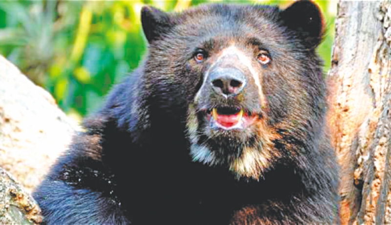 El oso de anteojos es una de las 407 especies animales amenazadas en Colombia.  / Cortesía
