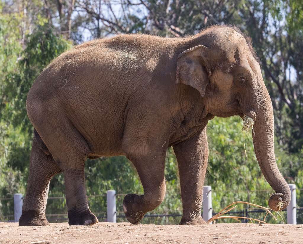 Devi llegó al zoológico de San Diego en 1977 desde un orfanato de elefantes en Sri Lanka. /Zoológico de San Diego