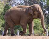 Un viejo elefante es sacrificado en Zoológico de San Diego por problemas de salud