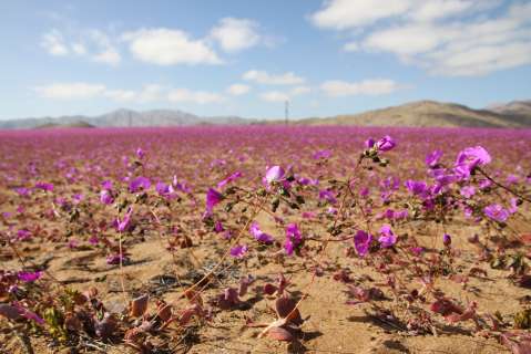 Florecido: así se ve el árido desierto de Atacama en Chile