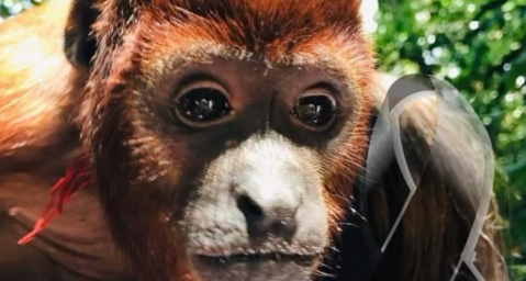 “Se le humanizó”: CVC se pronuncia tras la muerte del mono aullador Poncho