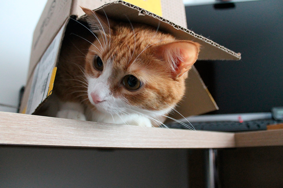 La ciencia encontró la razón por la que a tu gato le encanta meterse en cajas