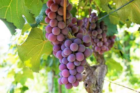 El cambio climático está alterando la química del vino