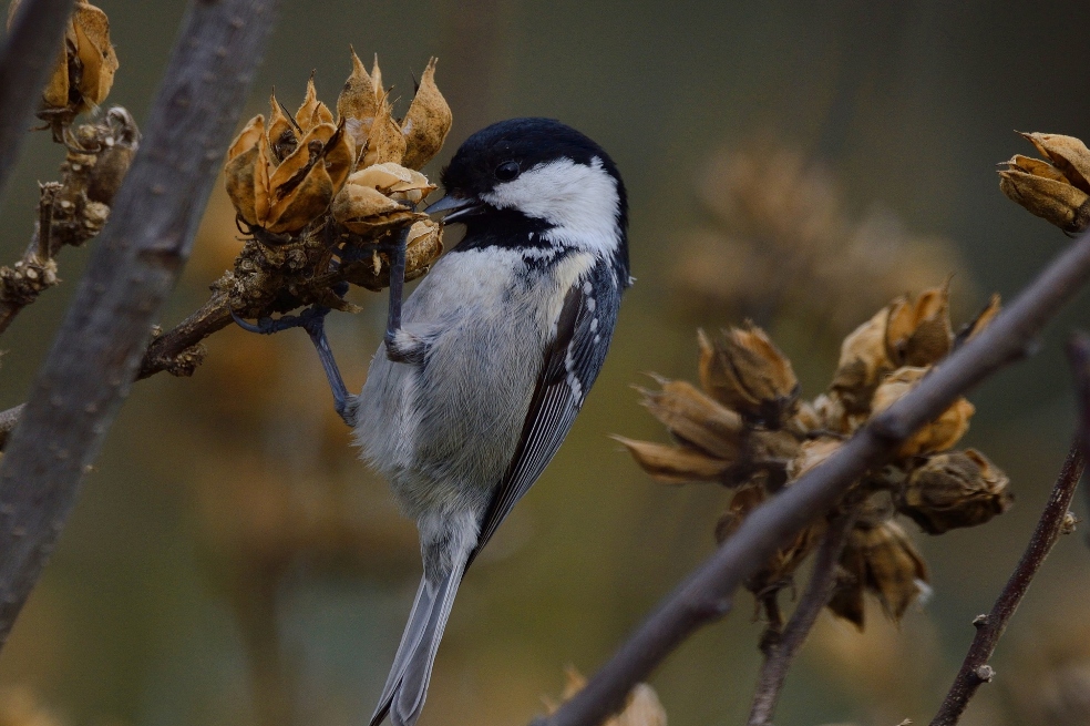 “Cuando perdemos aves o mamíferos, no perdemos solo estas especies. También perdemos su importante función ecológica, que es dispersar semillas”, dijo Evan Fricke, de la Universidad Rice.