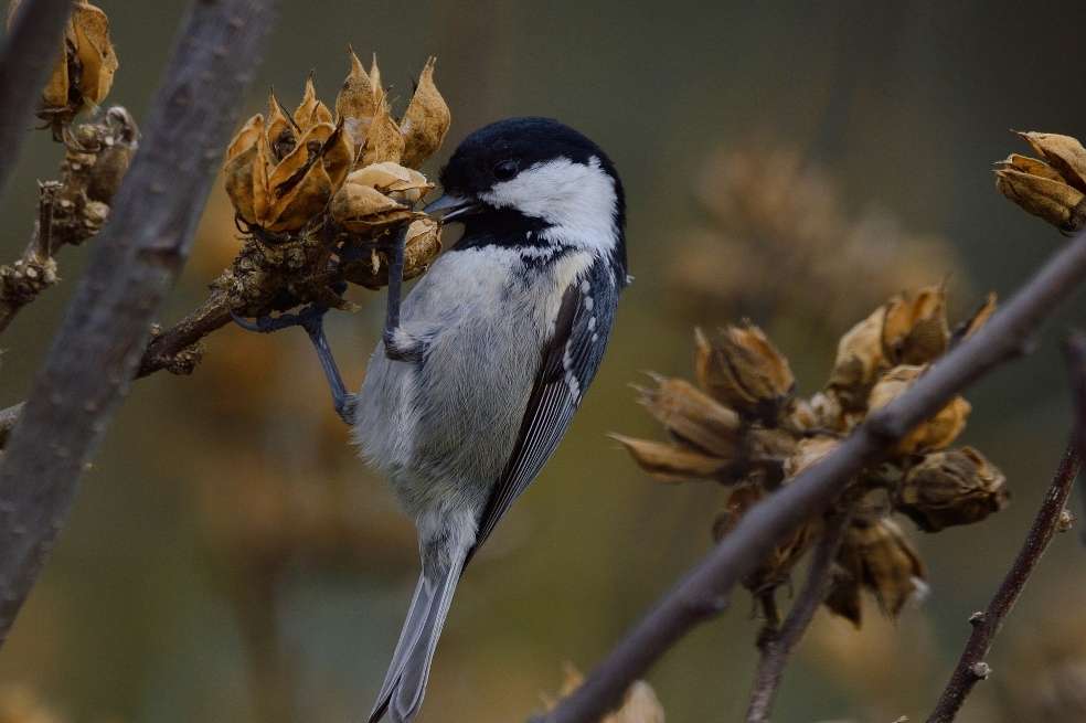 “Cuando perdemos aves o mamíferos, no perdemos solo estas especies. También perdemos su importante función ecológica, que es dispersar semillas”, dijo Evan Fricke, de la Universidad Rice.