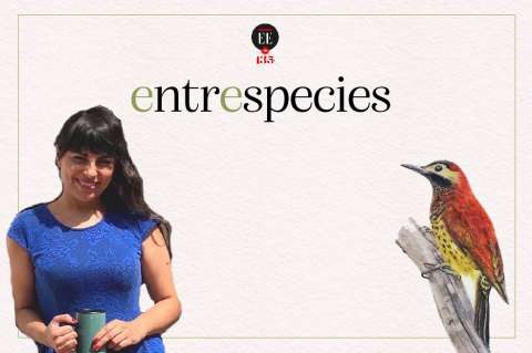 Los secretos de una dibujante de aves | Entrespecies