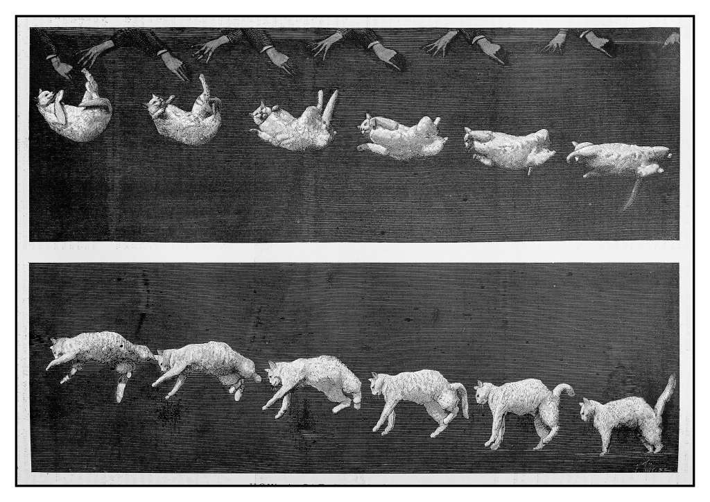 Ilustración de la secuencia de un gato en caída al vacío.