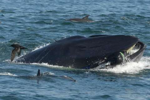 Buzo fue tragado y luego escupido por una ballena