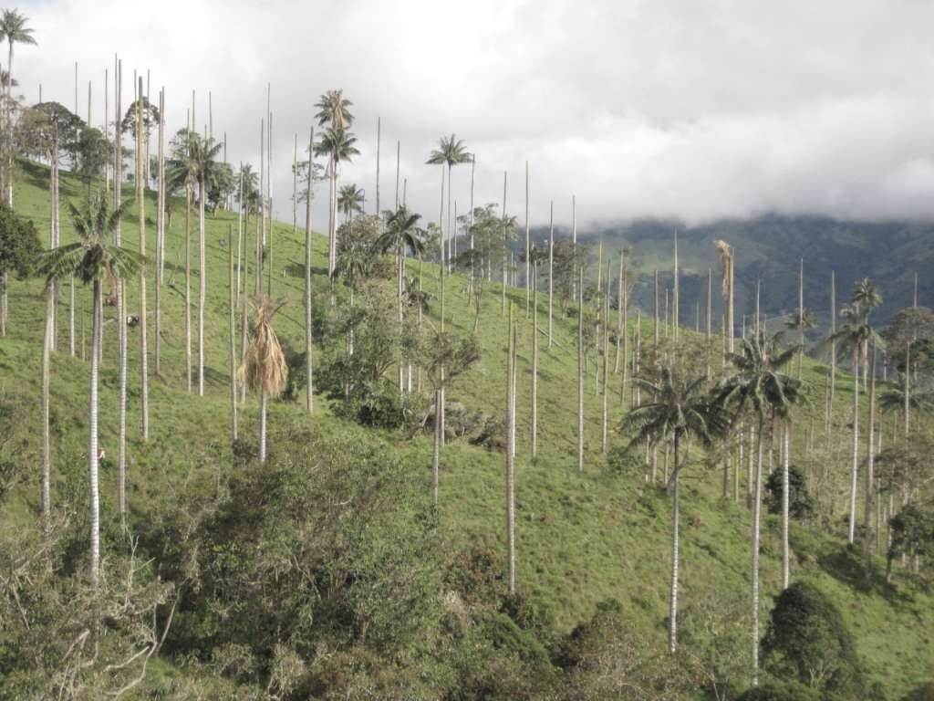 Palma de cera muertas cerca de Roncesvalles, Tolima, febrero de 2012.