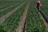 Las opciones de Monsanto: hacer realidad sueño de BASF o retirarse