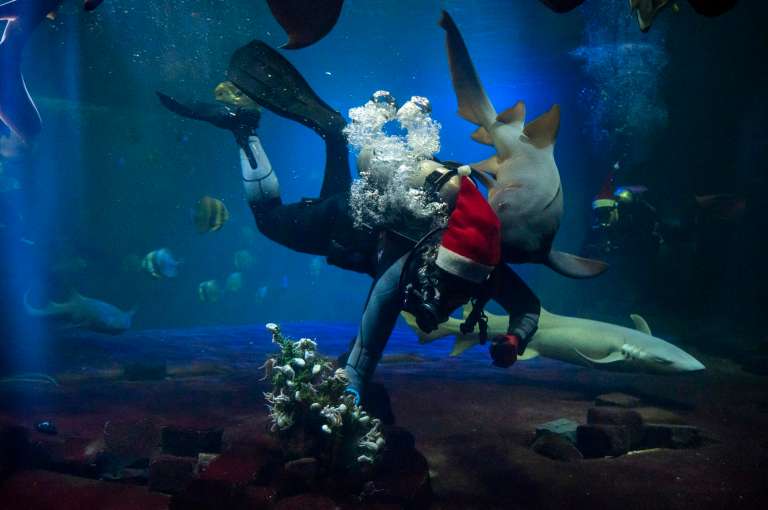 BUDAPEST (Hungary), 23/12/2025.- A diver swims among sharks at the aquarium during a special Christmas feeding at the Budapest Zoo, in Budapest, Hungary, 23 December 2025. (Hungría) EFE/EPA/Zoltan Balogh HUNGARY OUT