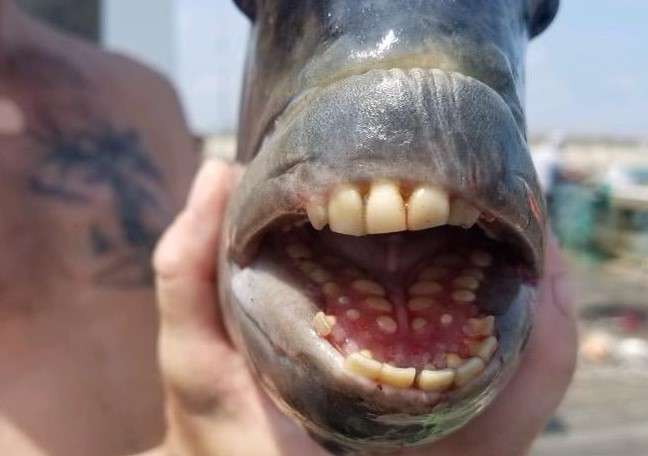 Pez cabeza de oveja