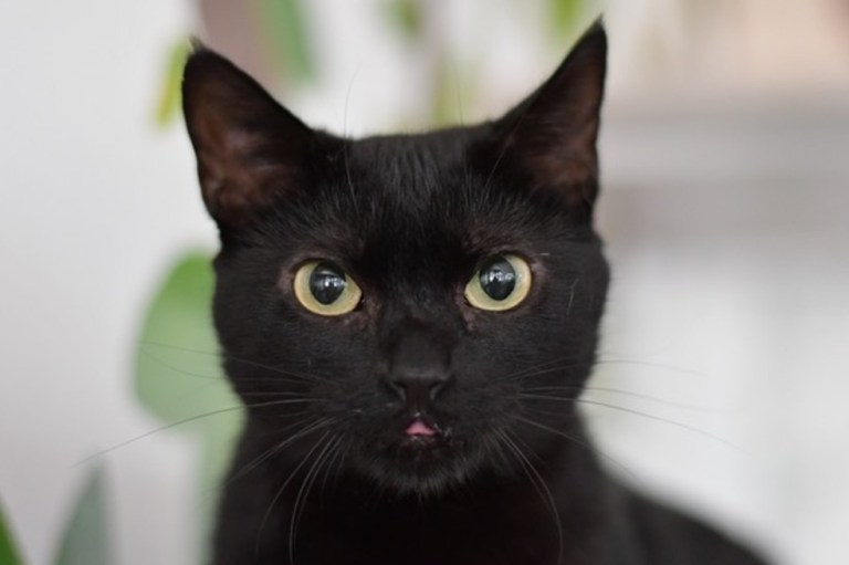 ¿Qué es un gato crepuscular y cómo saber si su felino es uno de ellos?