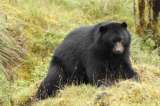 Se avistaron ocho osos andino en el Parque Nacional Natural Tatamá