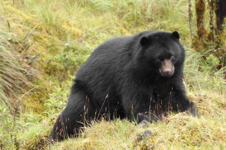 Se avistaron ocho osos andino en el Parque Nacional Natural Tatamá