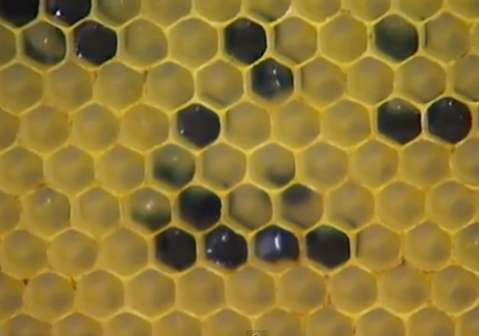 Abejas en Francia producen miel azul y verde