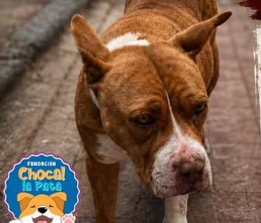 “La botaron a la calle”: perrita de edad avanzada lucha por sobrevivir tras ser abandonada