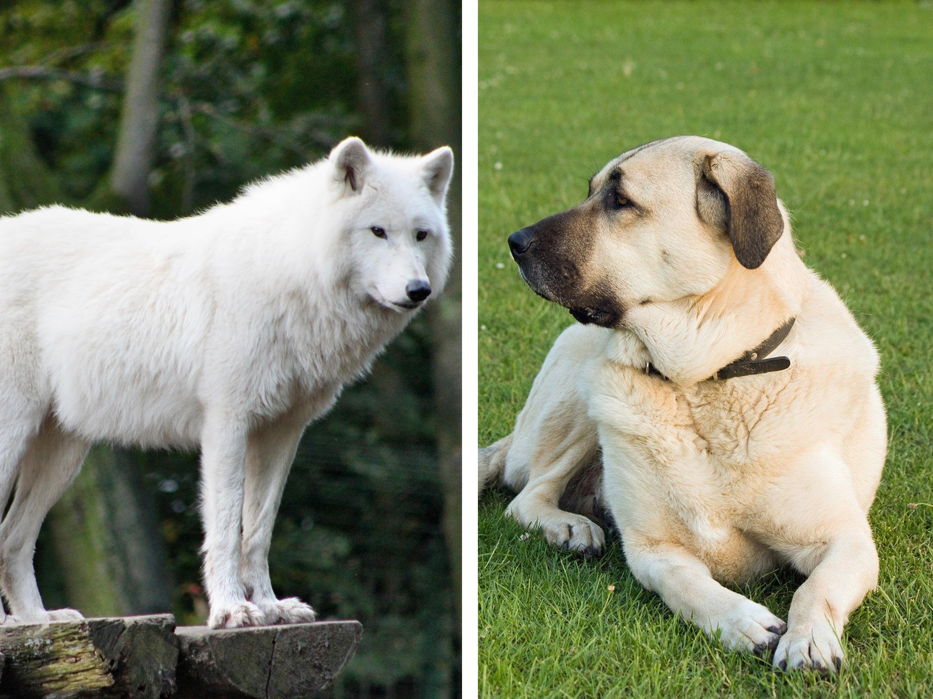 Aunque tienen grandes similitudes físicas, los perros tienen relativamente un cráneo y cerebro más pequeño que aquel de un lobo promedio.