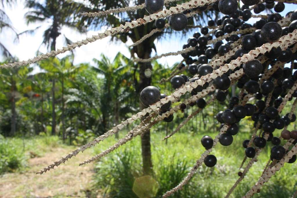El nombre científico de la palmera del açaí es Euterpe oleracea, un árbol que crece exclusivamente en su hábitat natural, la Selva Amazónica.