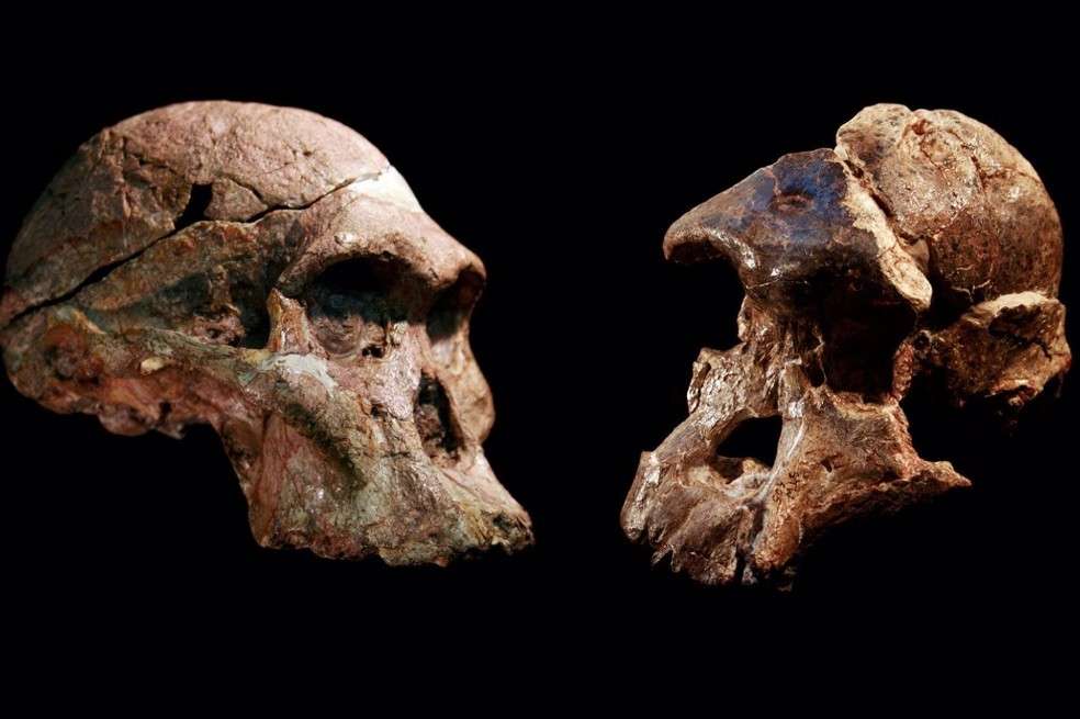 Cráneos de Australopithecus que se encontraron en las cuevas de Sterkfontein, Sudáfrica.