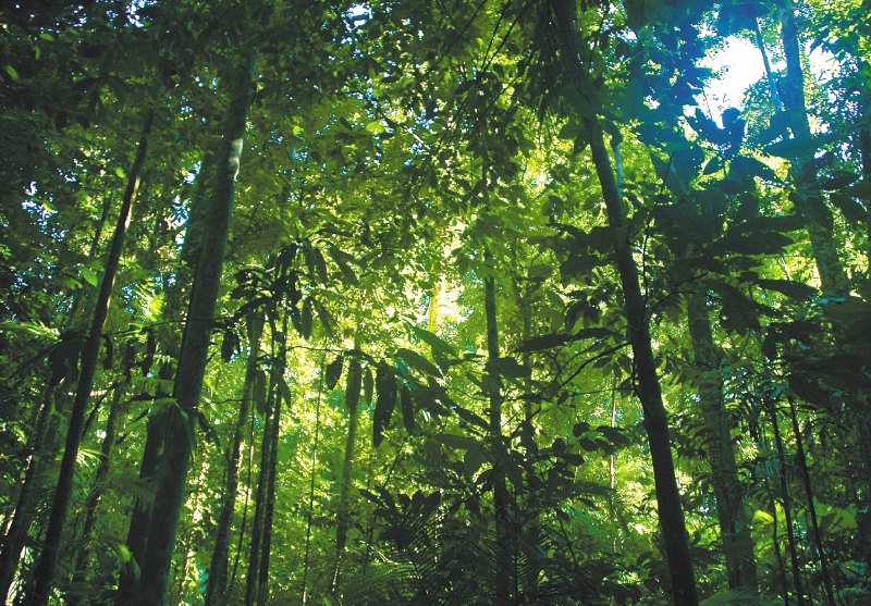 Se ha visitado el 15 % de los bosques colombianos. / Ben Britten - Flickr