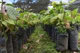 Así aportamos a la cadena de valor del cacao en Tumaco a través del Programa Rutas