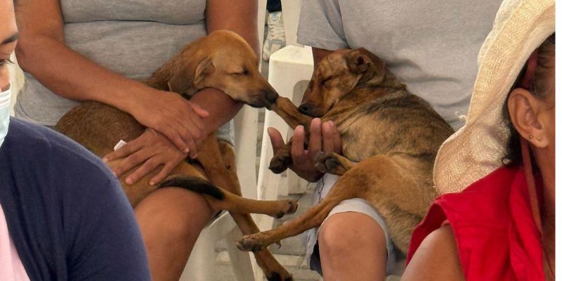 Cundinamarca inicia gira de bienestar animal con 165 esterilizaciones