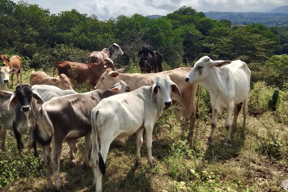 Los predios de la reforma agraria por los que cuestionan al hermano de un alcalde en Huila