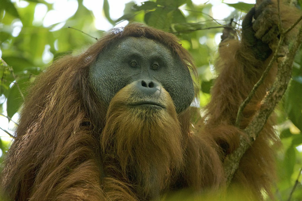 La población de esta especie se estimó en menos de 800 individuos para 2019.